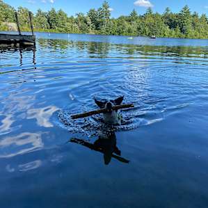 My dog loved the lake!