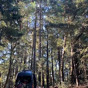 Forest Camping near Mt Madonna Park