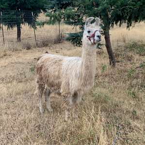 Pretty lama