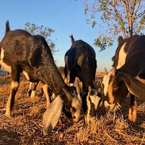 We LOVED the Baby Goat Sunset run!
