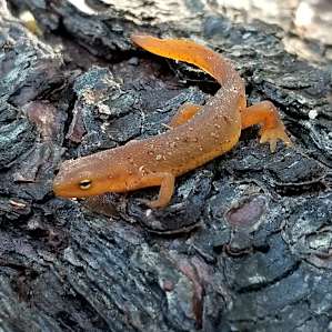 Tons of newts!