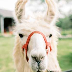 Llama Paradise at Lower Sherwood