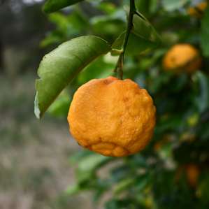 The best bush lemons ever