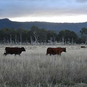 Neighbours just over the river bed