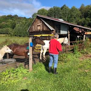 Run Wild! Tranquil Hobby Farm