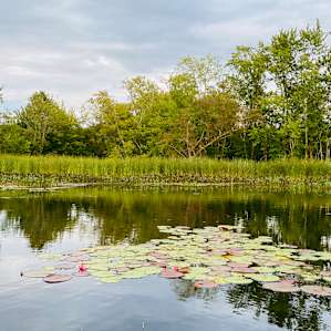 Lily pads blooming!