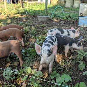 Piglets