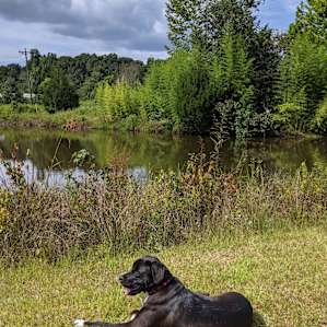 Dog loved the pond