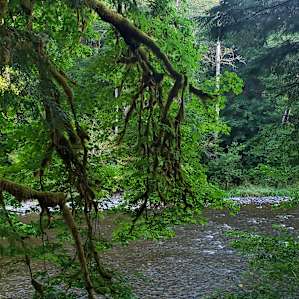 View of the Sol Duc River from our campsite.