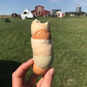 The best fresh eggs!