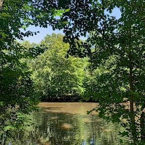 The Chester River just a few steps from the camp site.
