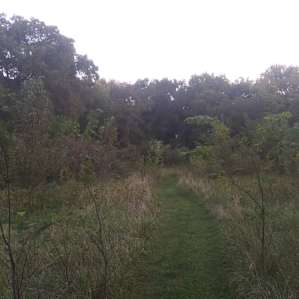 The trail to site 2.