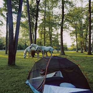 Hearing the horses by my tent at night was so surreal! They were just doing their nightly rounds of the property!