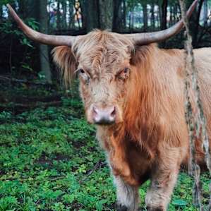 I had never seen a highland cow before! Such a cool experience.