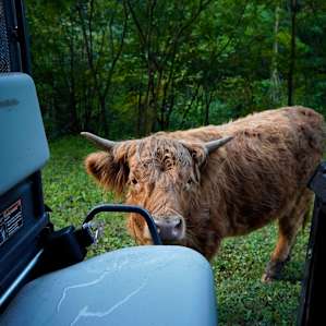 My first highland cow encounter and man, are they cute!