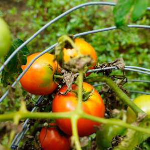 Terry and John have their own garden that is very well thought out and very tasty! Trust me!