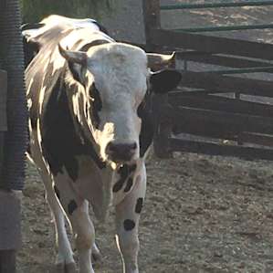 Ferdinand the Bull