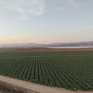 Strawberry fields