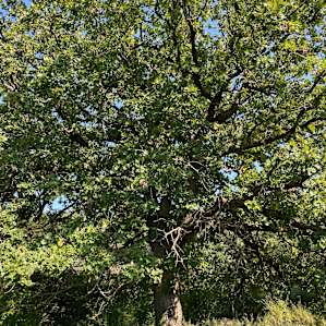 Oak Savanna Retreat