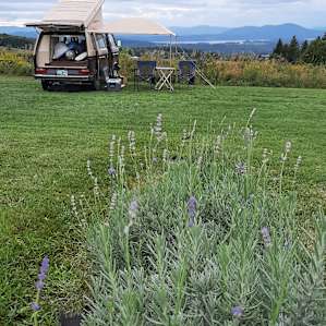 Quiet Meadow at the Lavender Farm