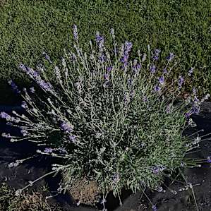 Quiet Meadow at the Lavender Farm