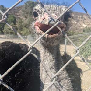 Camp @ Working Ostrich Ranch