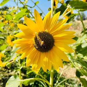 Sunflowers from the orchard