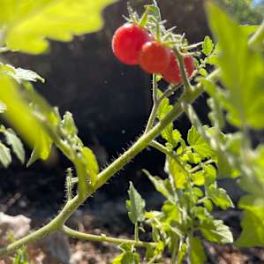 Baby tomatoes