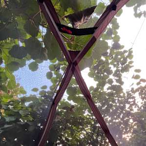 View from tent.