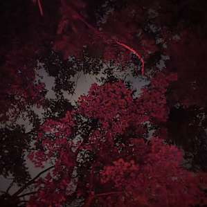 Forest Valley