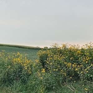 Field across the road from the site.