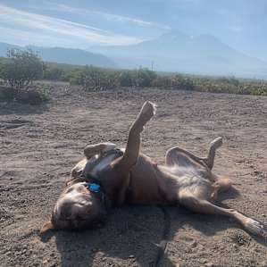 Our dog was one happy camper!