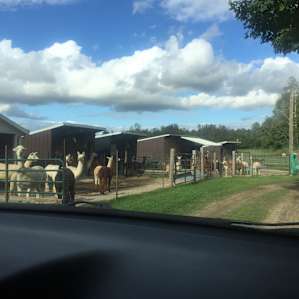 Alpaca farm & bush sites