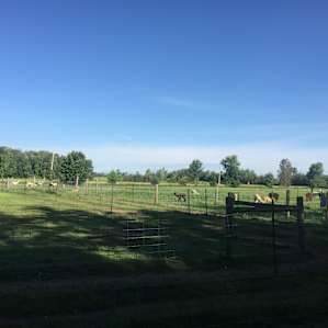 Alpaca farm & bush sites