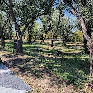 Camp Pondside and Camp Tree Grove