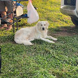 This is our pup; Banks! She had a blast and loved hanging with one of Jon’s dog; Max!