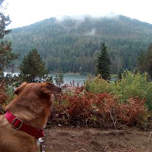 Wooded Site on Secluded Lake