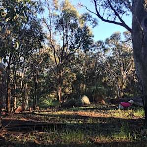 Overlooking bush and the scarp. The quiet old dog enjoyed it.