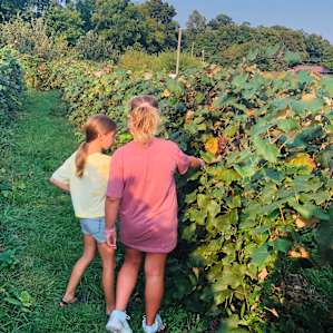 Checking out the grapes