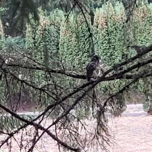 Out of Bounds: Tiny in the Trees