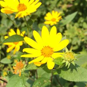 Wildflowers