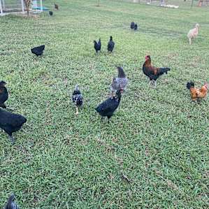 Fresh eggs
