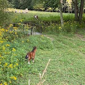 Brookhaven Mill Farm-Sleep w/Sheep!