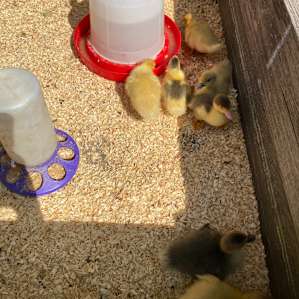 Brookhaven Mill Farm-Sleep w/Sheep!