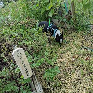John's veg and herb garden was in full display in mid September, and you can help yourself to whatever you need.