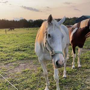 River Run Equestrian (RV's)