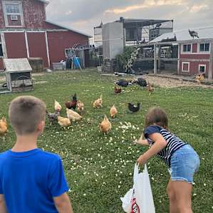 Feeding the chickens