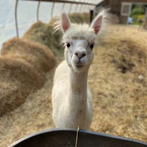 Paca Hill Farm