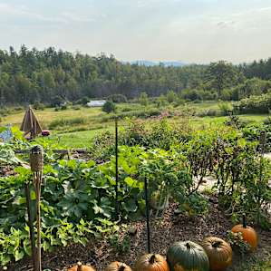 Paca Hill Farm