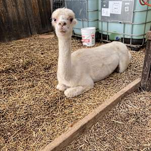 Paca Hill Farm